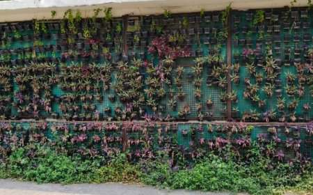 स्मार्ट नहीं निकले सिटी के पौधे, बिना पानी सूख गए