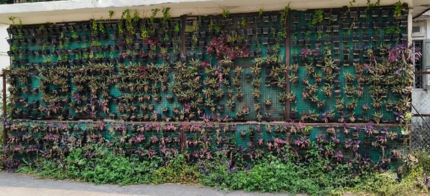 स्मार्ट नहीं निकले सिटी के पौधे, बिना पानी सूख गए